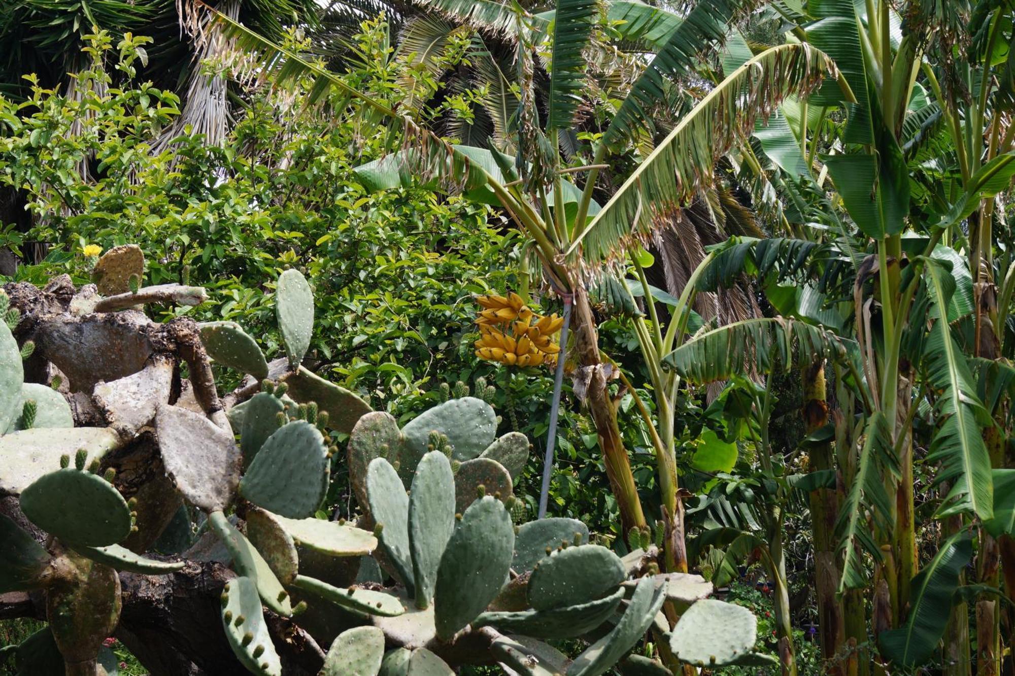 La Casita Del Jardinero Villa Los Llanos De Aridane Buitenkant foto