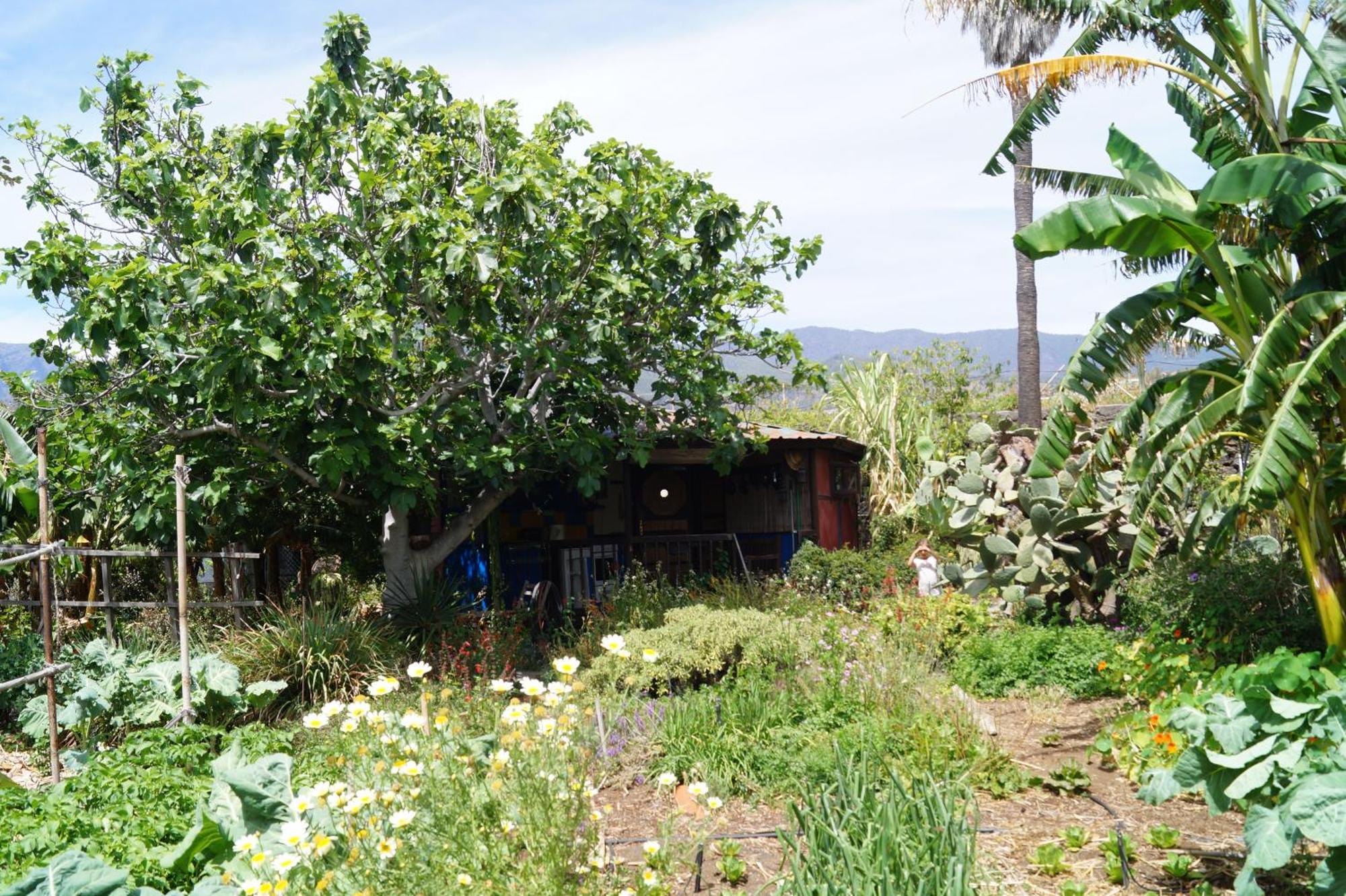 La Casita Del Jardinero Villa Los Llanos De Aridane Buitenkant foto